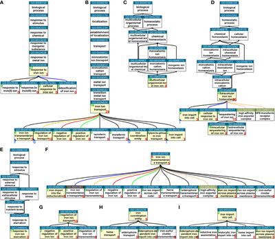 Black sheep, dark horses, and colorful dogs: a review on the current state of the Gene Ontology with respect to iron homeostasis in Arabidopsis thaliana